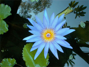 Photo of a waterlily flower